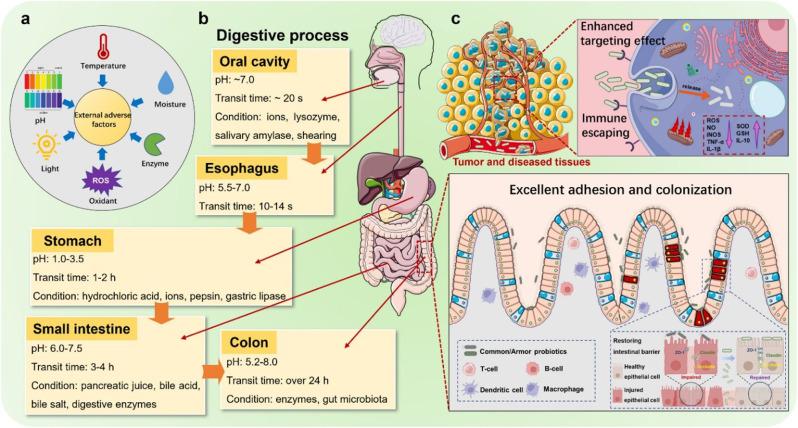 https://cdn.ncbi.nlm.nih.gov/pmc/blobs/4ed0/11786591/a3642fb05de9/12951_2025_3141_Fig3_HTML.jpg