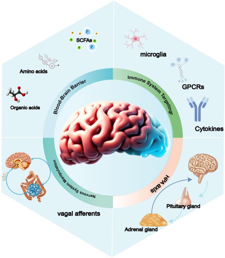 https://cdn.ncbi.nlm.nih.gov/pmc/blobs/4ed0/11786591/f26046a44a19/12951_2025_3141_Fig15_HTML.jpg