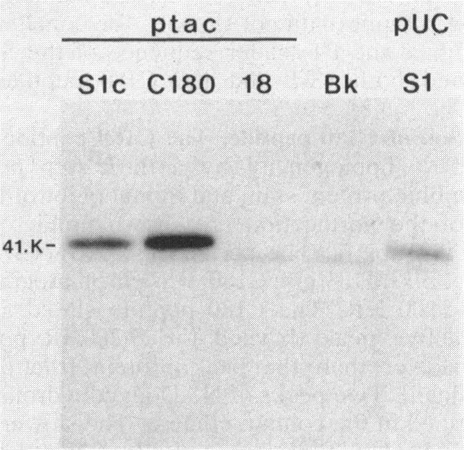 https://cdn.ncbi.nlm.nih.gov/pmc/blobs/4ed1/210213/2edde1c20489/jbacter00174-0273-b.jpg