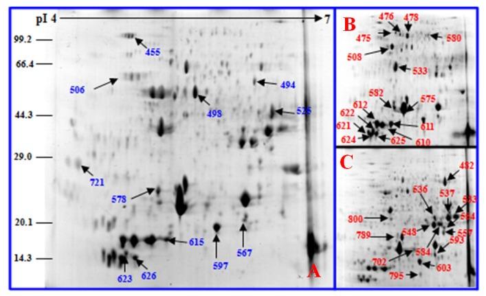 https://cdn.ncbi.nlm.nih.gov/pmc/blobs/4ed8/3821616/437c254257c9/ijms-14-20299f9.jpg