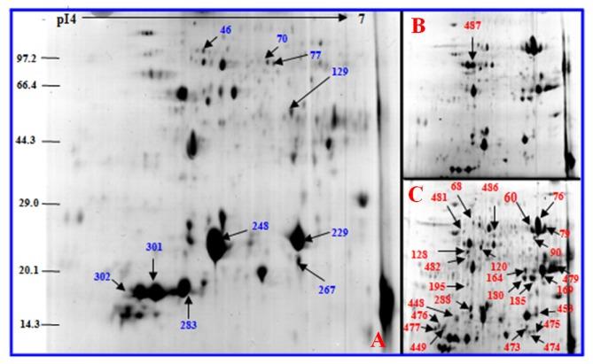 https://cdn.ncbi.nlm.nih.gov/pmc/blobs/4ed8/3821616/552db7060e04/ijms-14-20299f10.jpg