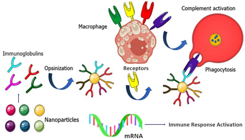 https://cdn.ncbi.nlm.nih.gov/pmc/blobs/4ed8/8708502/6690e09aa549/nanomaterials-11-03330-g007.jpg