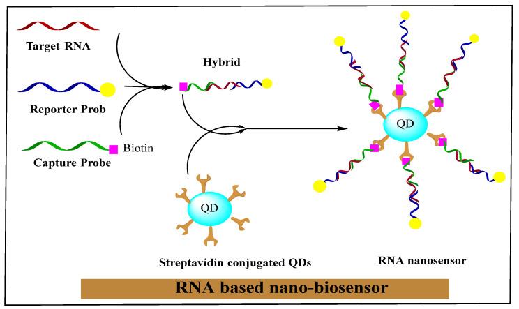 https://cdn.ncbi.nlm.nih.gov/pmc/blobs/4ed8/8708502/87119199d863/nanomaterials-11-03330-g002.jpg