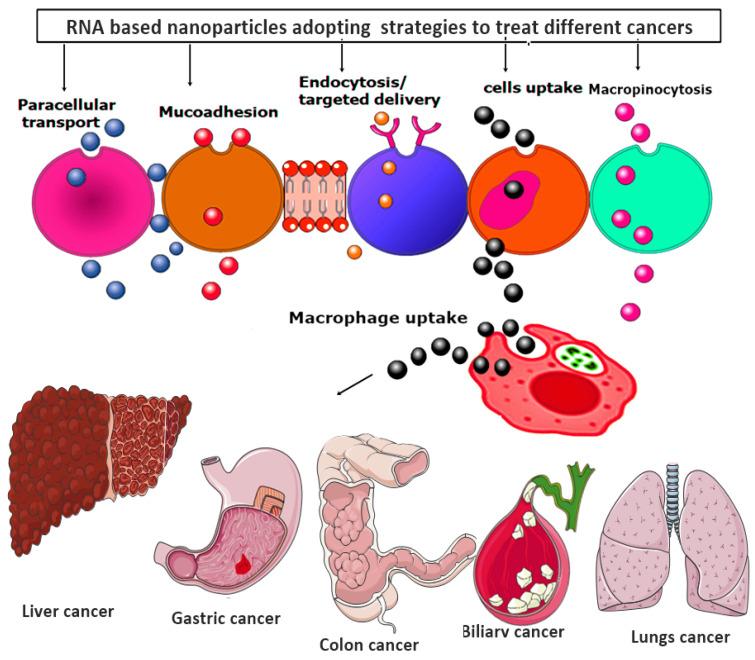 https://cdn.ncbi.nlm.nih.gov/pmc/blobs/4ed8/8708502/95a343f94db8/nanomaterials-11-03330-g006.jpg