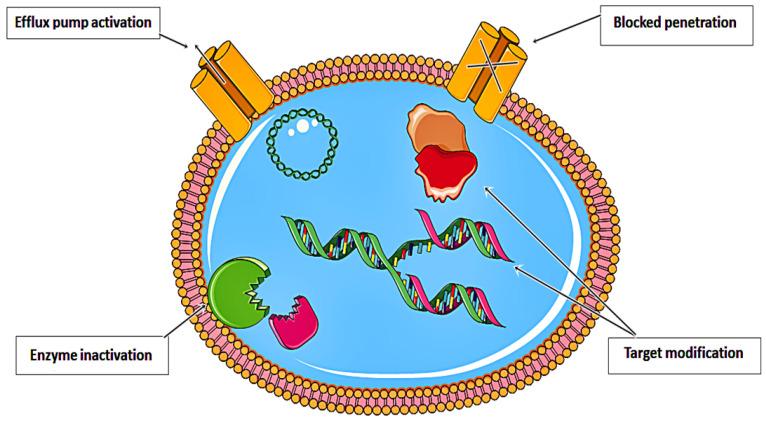 https://cdn.ncbi.nlm.nih.gov/pmc/blobs/4ed8/8708502/b127bc784950/nanomaterials-11-03330-g001.jpg