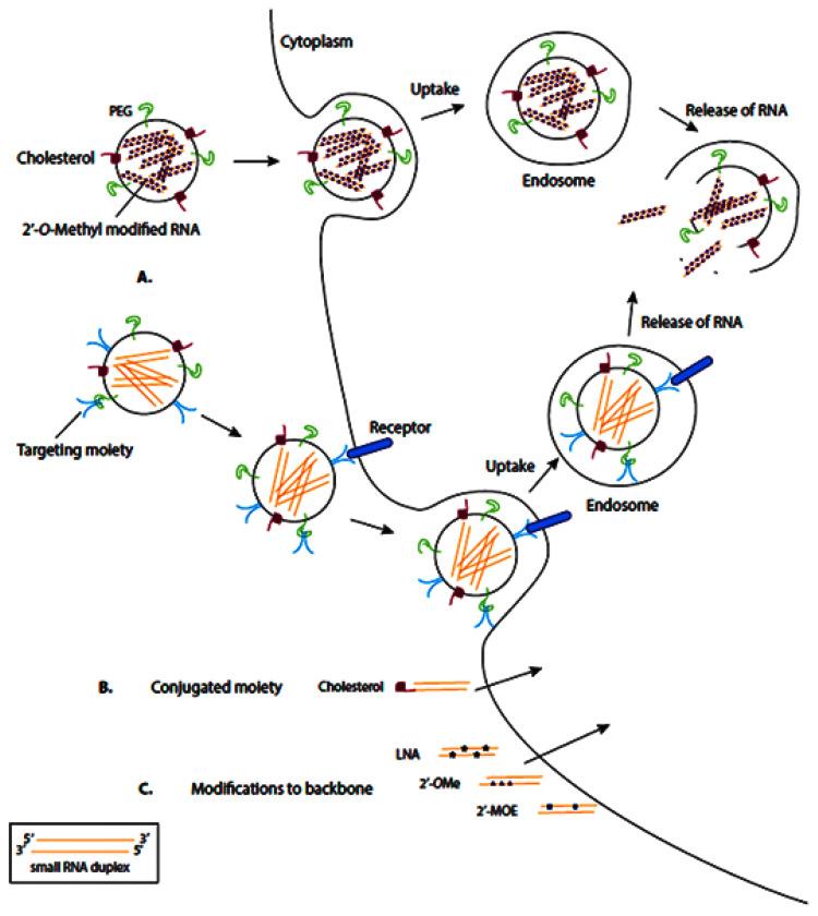 https://cdn.ncbi.nlm.nih.gov/pmc/blobs/4ed8/8708502/baef4379b319/nanomaterials-11-03330-g004.jpg