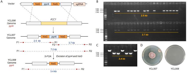https://cdn.ncbi.nlm.nih.gov/pmc/blobs/4edf/10850856/ee5e3eee5483/gr3.jpg