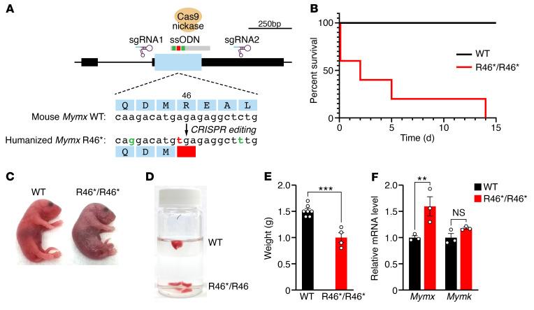 https://cdn.ncbi.nlm.nih.gov/pmc/blobs/4edf/9151691/008ef66360e4/jci-132-159002-g081.jpg