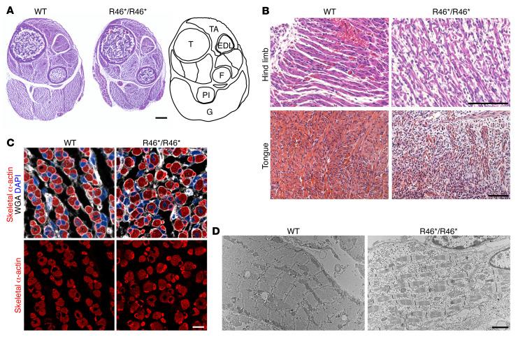 https://cdn.ncbi.nlm.nih.gov/pmc/blobs/4edf/9151691/101e3b8add3f/jci-132-159002-g082.jpg