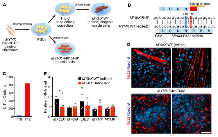https://cdn.ncbi.nlm.nih.gov/pmc/blobs/4edf/9151691/54230b0639a5/jci-132-159002-g080.jpg