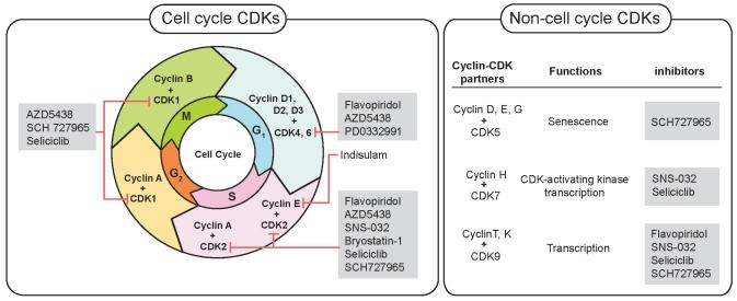 https://cdn.ncbi.nlm.nih.gov/pmc/blobs/4ee1/2669234/ef23249d1421/co16-2-36f1.jpg