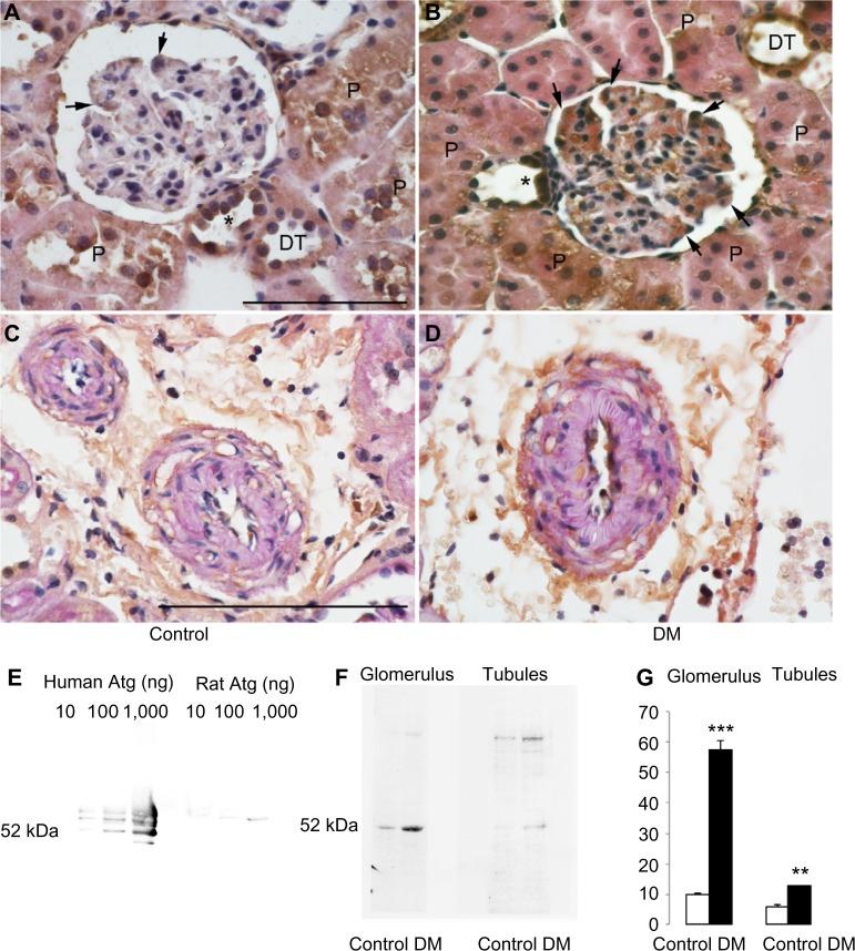 https://cdn.ncbi.nlm.nih.gov/pmc/blobs/4ee1/4723098/67fee16076a0/dmso-9-001Fig6.jpg
