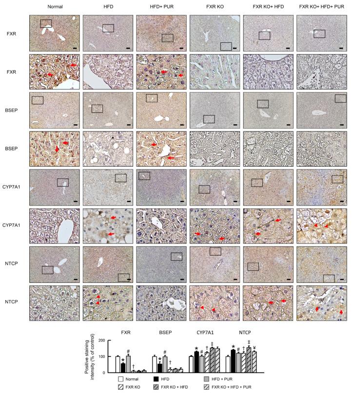 https://cdn.ncbi.nlm.nih.gov/pmc/blobs/4ee6/11121391/05e94590ee0c/ijms-25-05274-g008.jpg