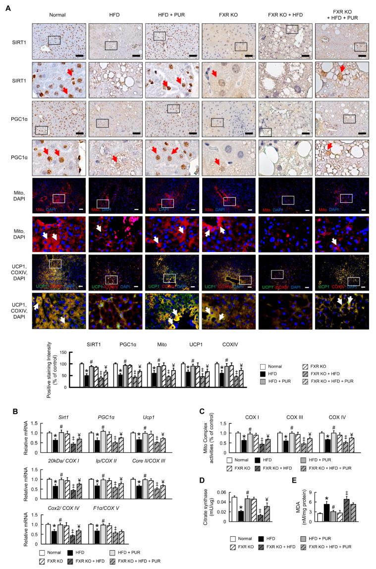 https://cdn.ncbi.nlm.nih.gov/pmc/blobs/4ee6/11121391/0a9f4d5fe0b1/ijms-25-05274-g006.jpg