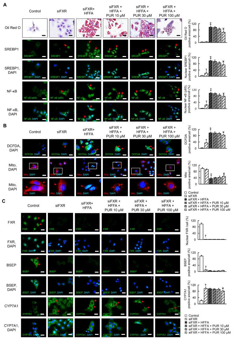 https://cdn.ncbi.nlm.nih.gov/pmc/blobs/4ee6/11121391/70a830653189/ijms-25-05274-g002.jpg