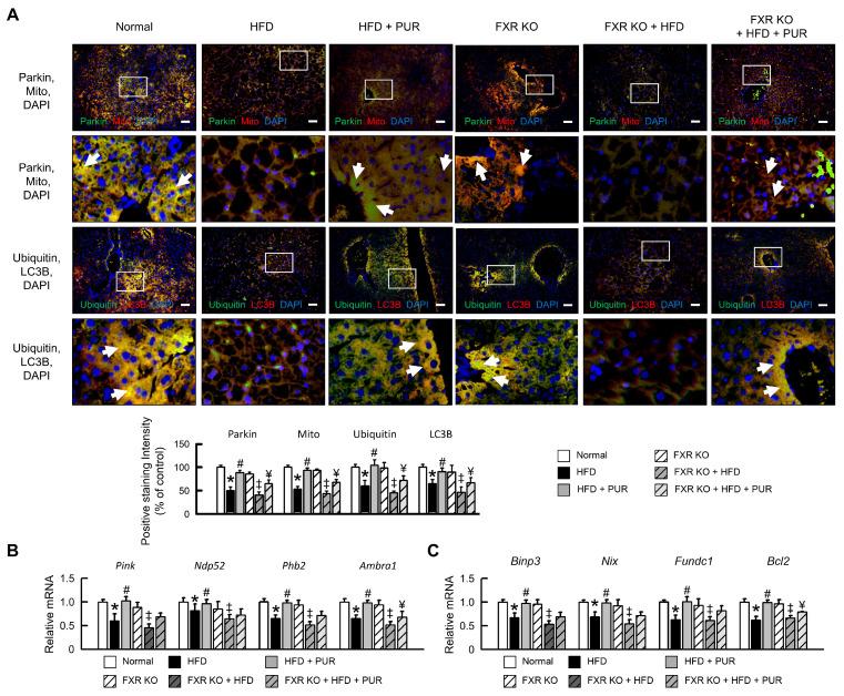 https://cdn.ncbi.nlm.nih.gov/pmc/blobs/4ee6/11121391/9530826746c0/ijms-25-05274-g007.jpg
