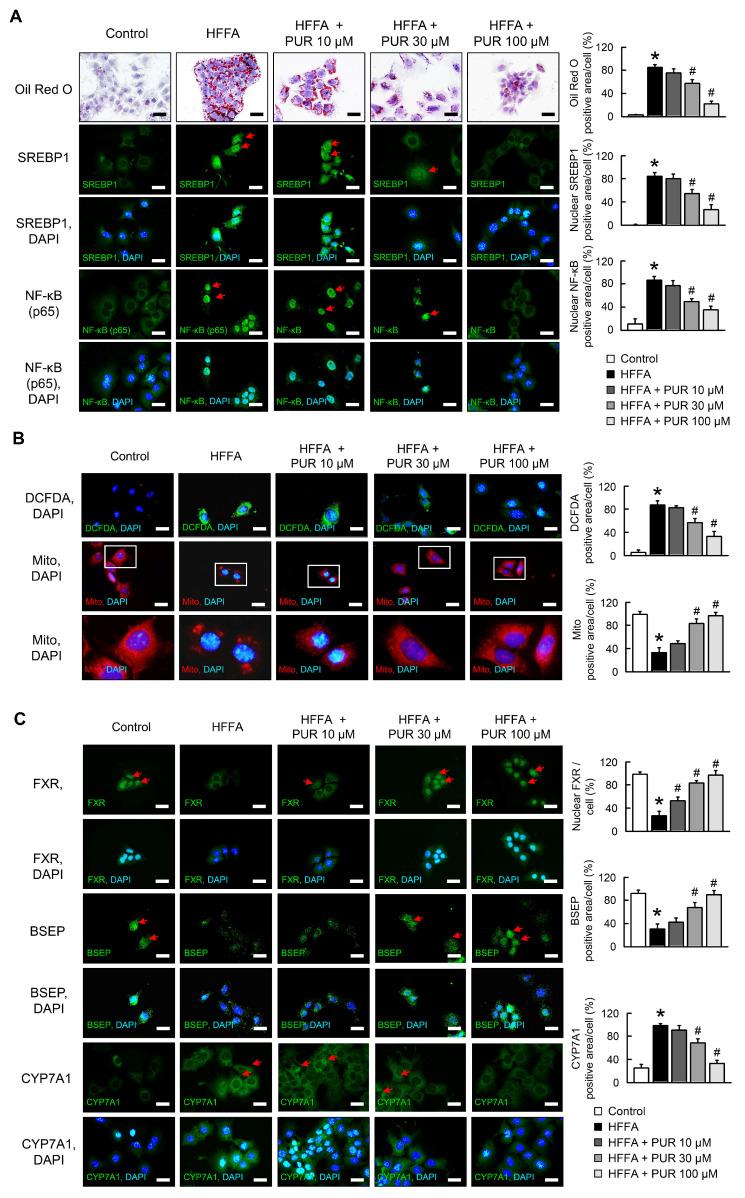 https://cdn.ncbi.nlm.nih.gov/pmc/blobs/4ee6/11121391/bcefb773edf4/ijms-25-05274-g001.jpg