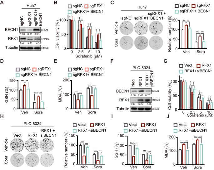 https://cdn.ncbi.nlm.nih.gov/pmc/blobs/4ee9/11996997/18c28c0a4f9d/13402_2024_1017_Fig5_HTML.jpg