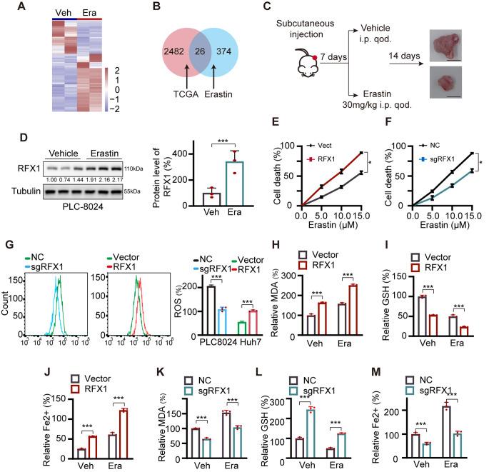 https://cdn.ncbi.nlm.nih.gov/pmc/blobs/4ee9/11996997/43419a548504/13402_2024_1017_Fig1_HTML.jpg
