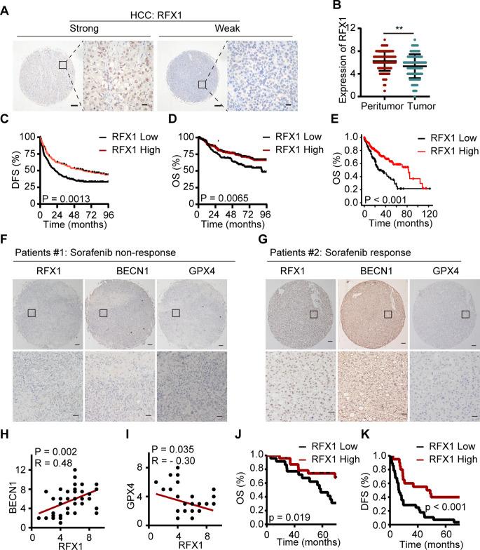 https://cdn.ncbi.nlm.nih.gov/pmc/blobs/4ee9/11996997/8b29b59a4f54/13402_2024_1017_Fig7_HTML.jpg