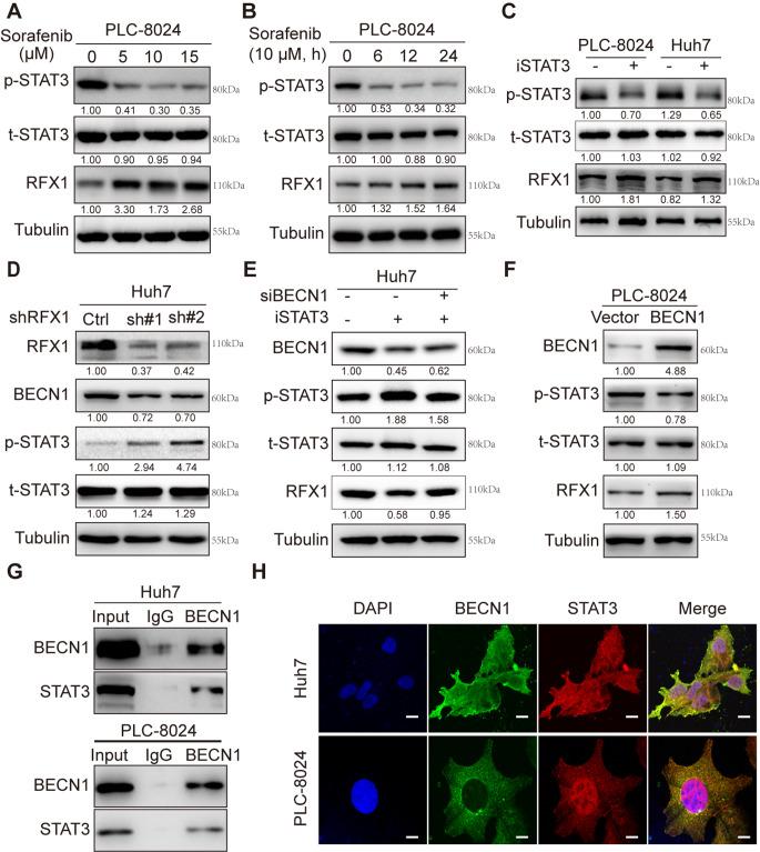https://cdn.ncbi.nlm.nih.gov/pmc/blobs/4ee9/11996997/eb2881227dd4/13402_2024_1017_Fig6_HTML.jpg