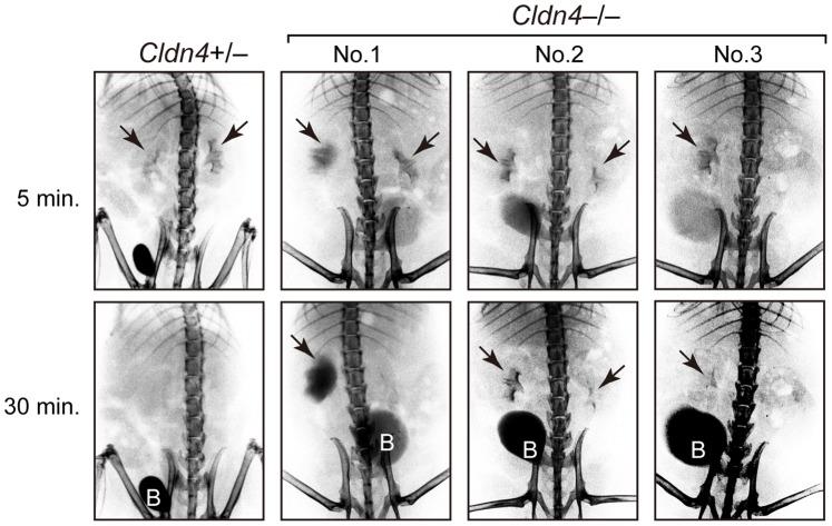 https://cdn.ncbi.nlm.nih.gov/pmc/blobs/4eeb/3528782/35fa800f23c5/pone.0052272.g005.jpg