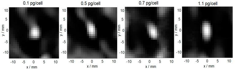 https://cdn.ncbi.nlm.nih.gov/pmc/blobs/4eeb/9496715/531ea4fdaa17/cells-11-02892-g008.jpg