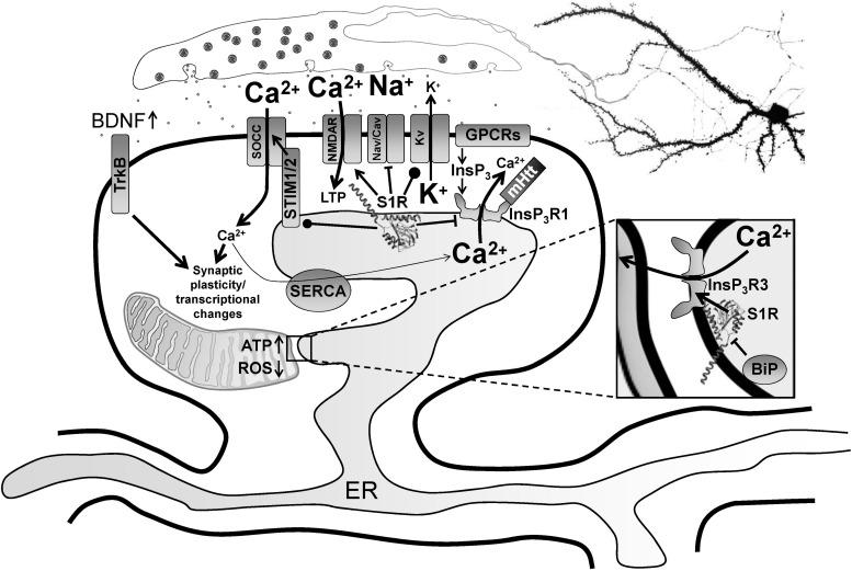 https://cdn.ncbi.nlm.nih.gov/pmc/blobs/4eec/6736580/13acce39e1de/fnins-13-00862-g001.jpg