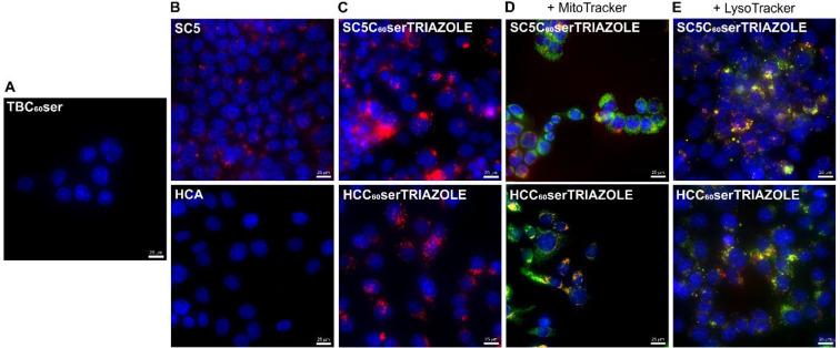https://cdn.ncbi.nlm.nih.gov/pmc/blobs/4eee/9364322/bb561d05ea3a/ab2c00542_0006.jpg