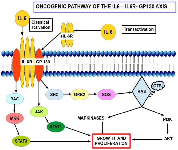 https://cdn.ncbi.nlm.nih.gov/pmc/blobs/4eef/9139729/38a175aab123/cancers-14-02486-g014.jpg