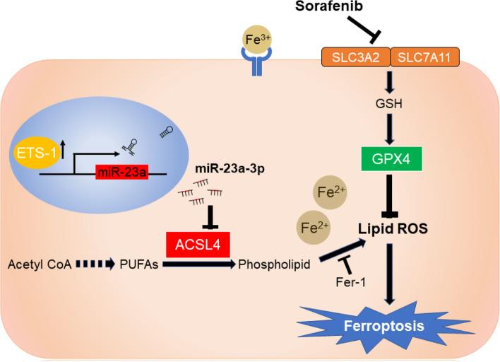 https://cdn.ncbi.nlm.nih.gov/pmc/blobs/4ef0/8722264/da86f8d6b4d1/13046_2021_2208_Fig7_HTML.jpg
