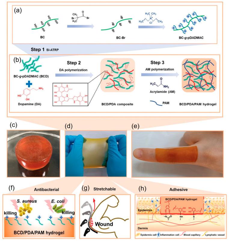 https://cdn.ncbi.nlm.nih.gov/pmc/blobs/4ef4/11942270/f5d5cdc76d77/gels-11-00179-g009.jpg
