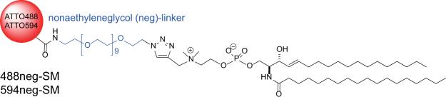 https://cdn.ncbi.nlm.nih.gov/pmc/blobs/4ef4/5711942/00de52641f83/41598_2017_16361_Fig1_HTML.jpg