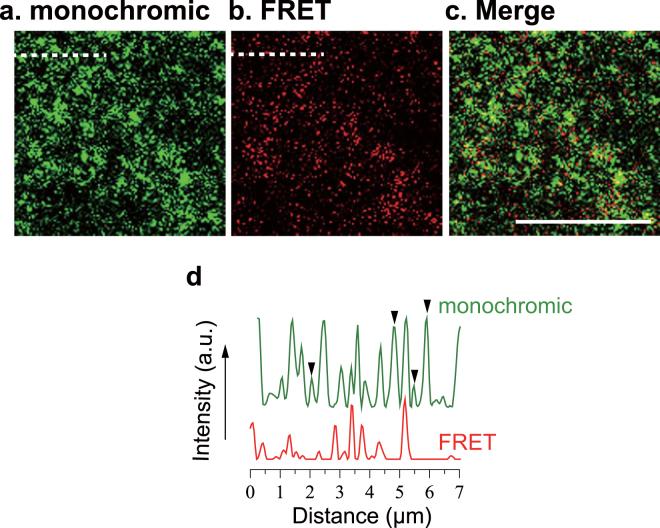 https://cdn.ncbi.nlm.nih.gov/pmc/blobs/4ef4/5711942/172ba1ba076d/41598_2017_16361_Fig6_HTML.jpg