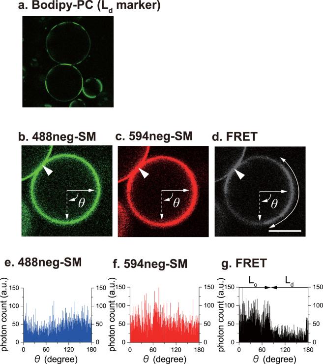 https://cdn.ncbi.nlm.nih.gov/pmc/blobs/4ef4/5711942/76b851243cfc/41598_2017_16361_Fig5_HTML.jpg