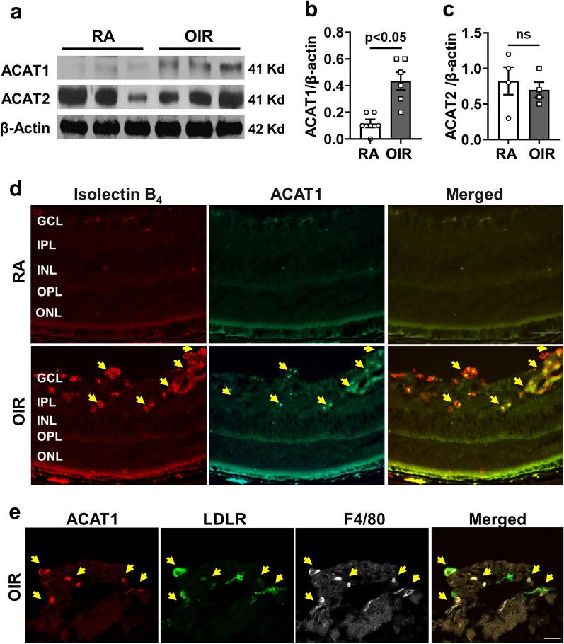 https://cdn.ncbi.nlm.nih.gov/pmc/blobs/4ef7/9869542/33a69f4f1ff5/12974_2023_2700_Fig3_HTML.jpg