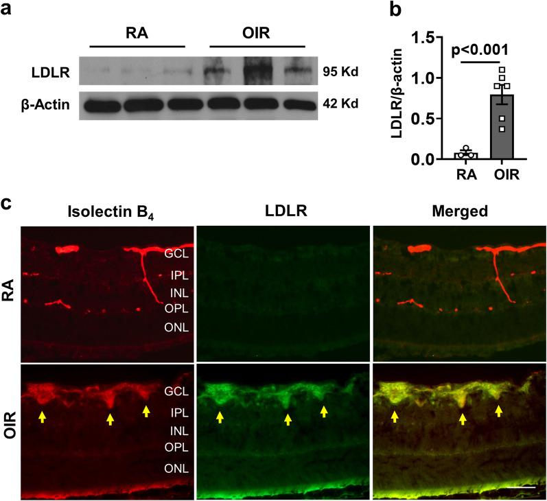 https://cdn.ncbi.nlm.nih.gov/pmc/blobs/4ef7/9869542/3f50bbe2f75b/12974_2023_2700_Fig1_HTML.jpg