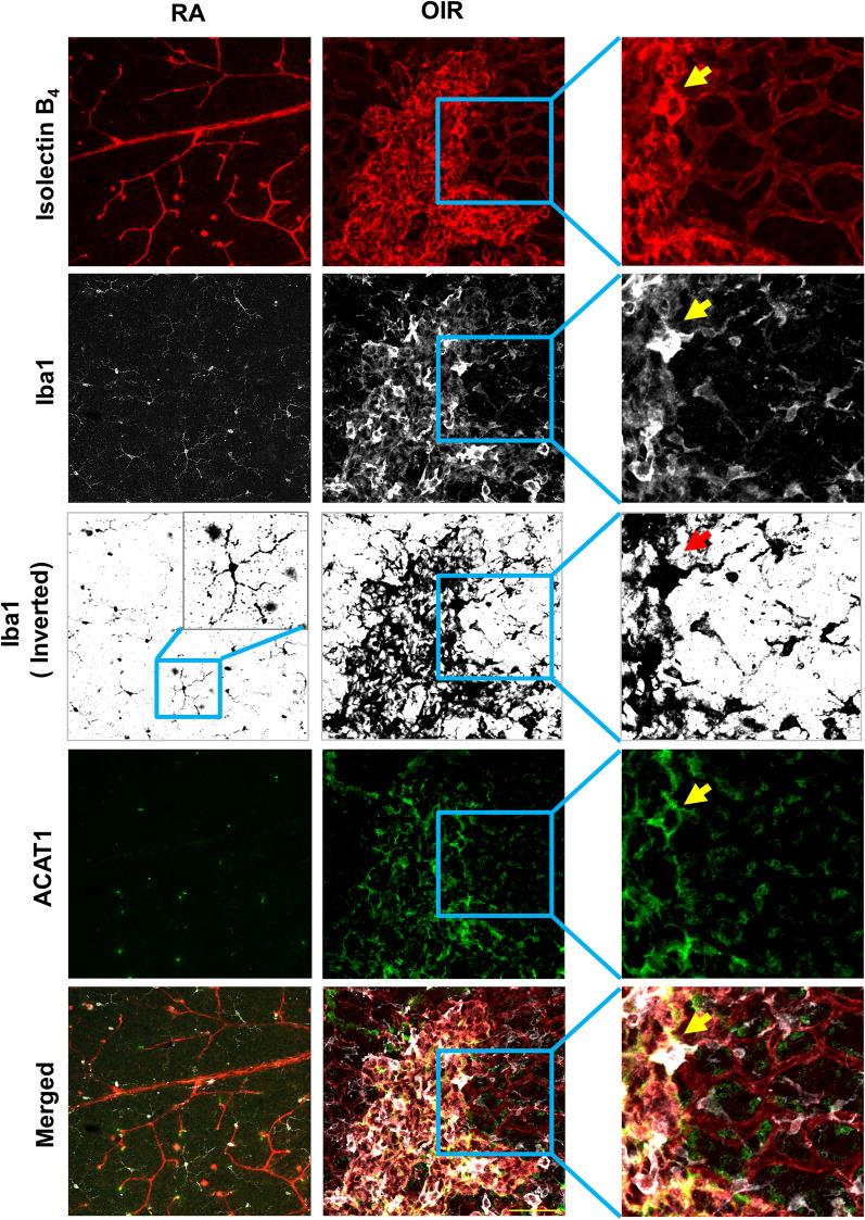 https://cdn.ncbi.nlm.nih.gov/pmc/blobs/4ef7/9869542/64d1262e548a/12974_2023_2700_Fig4_HTML.jpg
