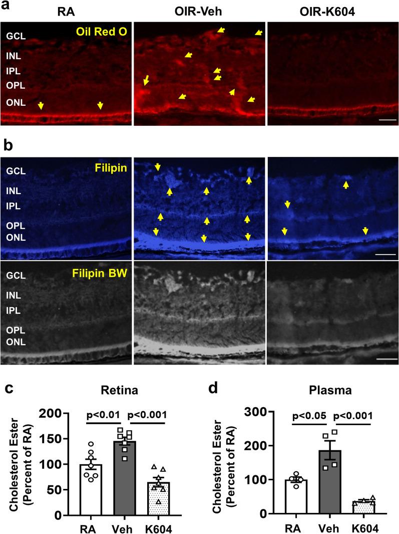 https://cdn.ncbi.nlm.nih.gov/pmc/blobs/4ef7/9869542/bdfc7bd74af6/12974_2023_2700_Fig7_HTML.jpg