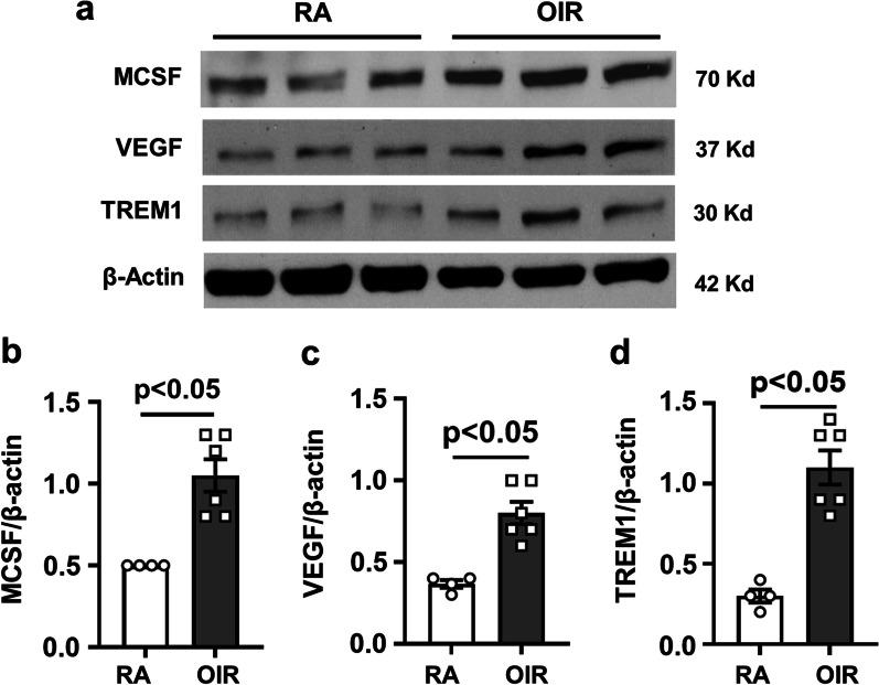 https://cdn.ncbi.nlm.nih.gov/pmc/blobs/4ef7/9869542/cebb34d8e638/12974_2023_2700_Fig5_HTML.jpg