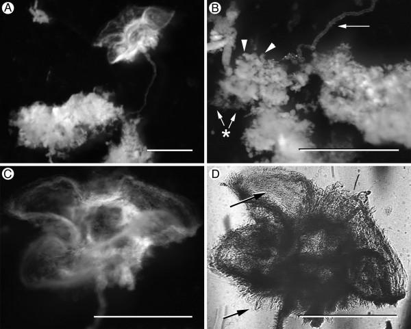 https://cdn.ncbi.nlm.nih.gov/pmc/blobs/4ef8/2697165/fa4ee002def2/1471-2180-9-103-1.jpg