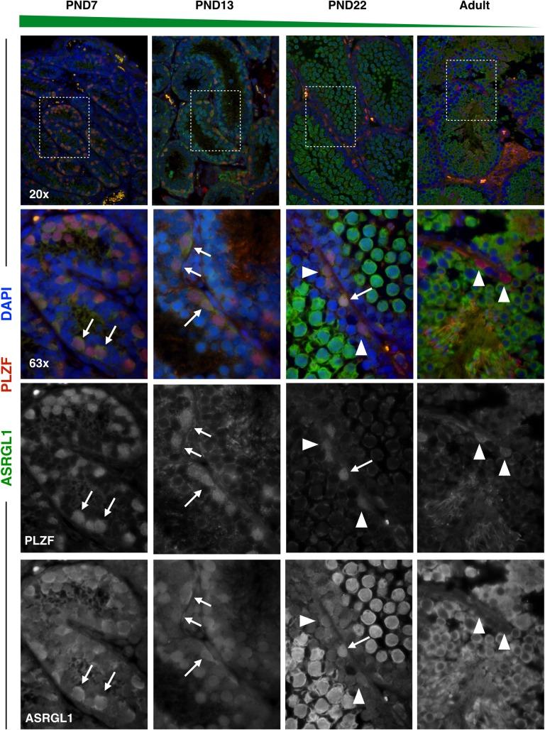 https://cdn.ncbi.nlm.nih.gov/pmc/blobs/4ef8/6443194/802516273c2b/pgen.1007810.g008.jpg