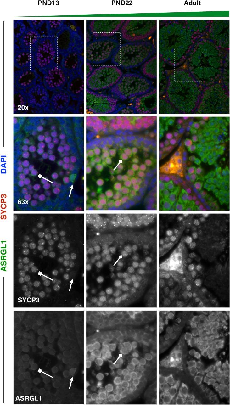 https://cdn.ncbi.nlm.nih.gov/pmc/blobs/4ef8/6443194/823ba3472661/pgen.1007810.g009.jpg