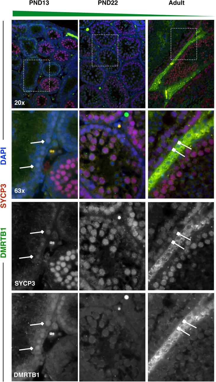 https://cdn.ncbi.nlm.nih.gov/pmc/blobs/4ef8/6443194/ae443349a142/pgen.1007810.g010.jpg