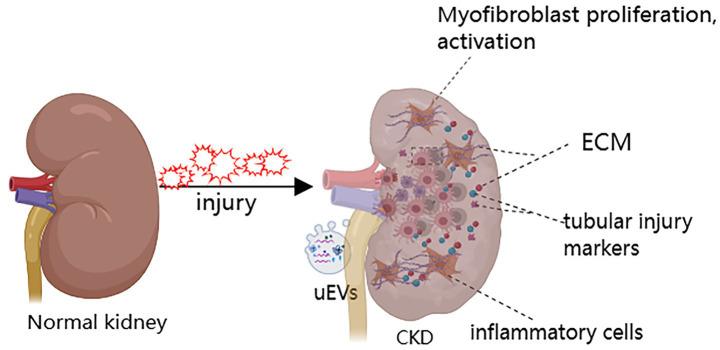 https://cdn.ncbi.nlm.nih.gov/pmc/blobs/4ef9/12343605/b7db15a31947/fmed-12-1646412-g001.jpg