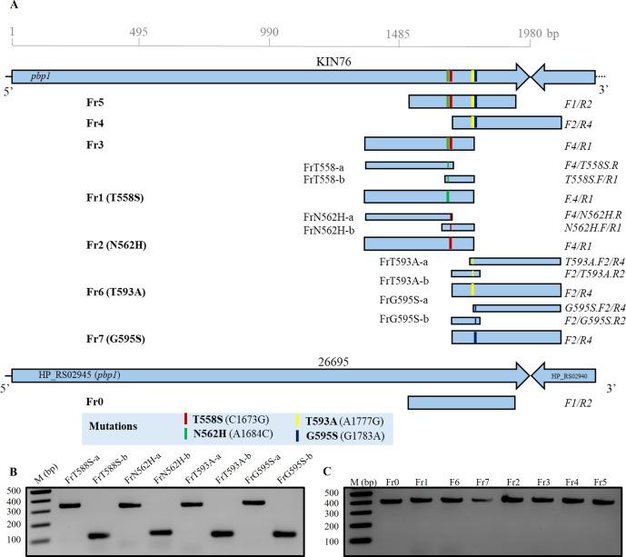 https://cdn.ncbi.nlm.nih.gov/pmc/blobs/4eff/11351044/d415029b43c6/msphere.00089-24.f001.jpg