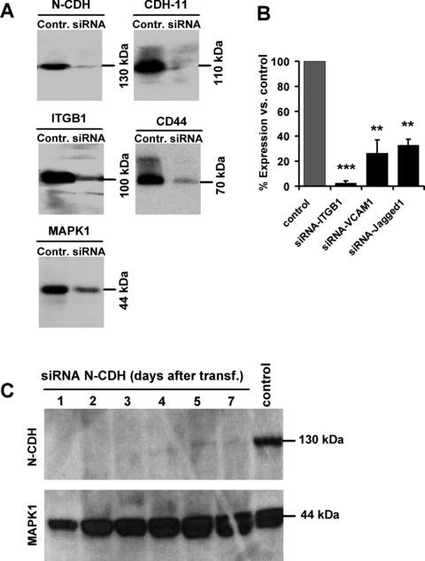 https://cdn.ncbi.nlm.nih.gov/pmc/blobs/4f00/3837622/50248fa7b0a9/jcmm0014-0337-f5.jpg
