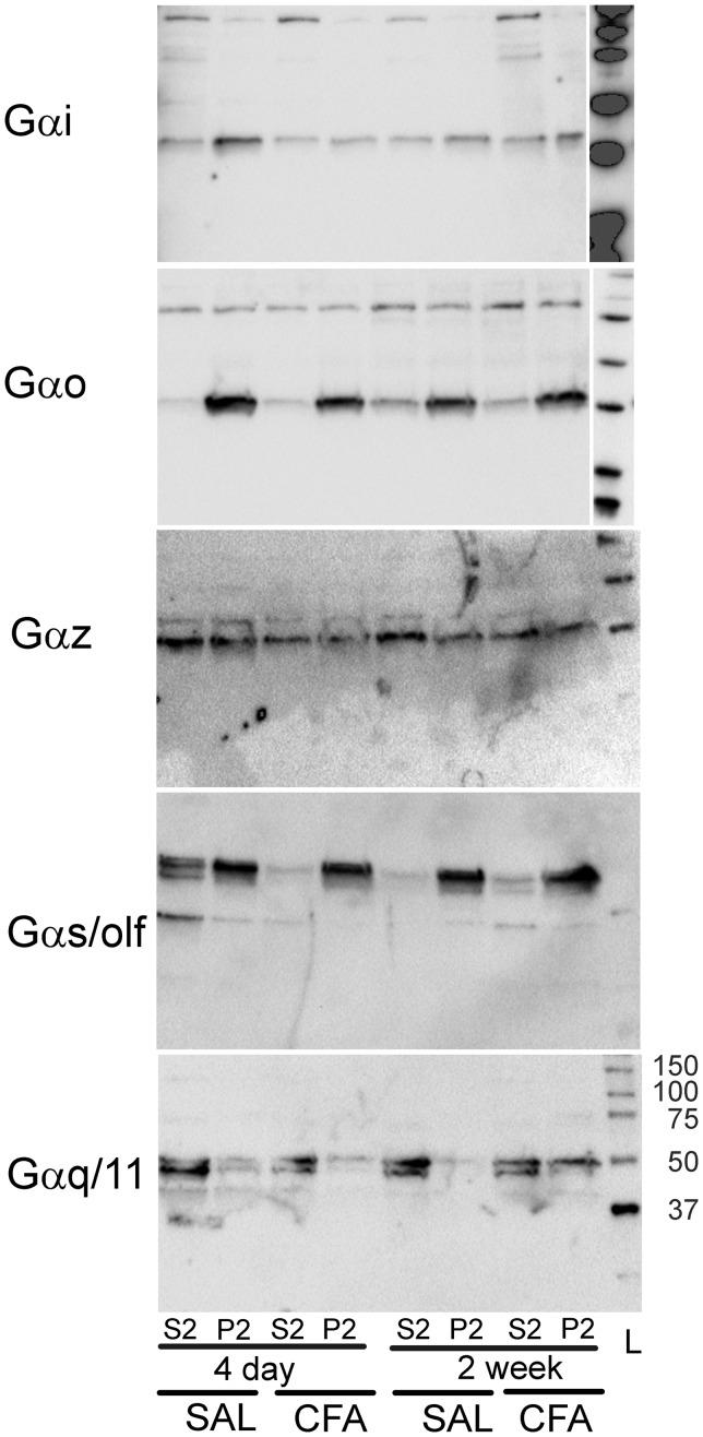https://cdn.ncbi.nlm.nih.gov/pmc/blobs/4f02/5486491/3c1c187a1884/10.1177_1744806917715210-fig5.jpg