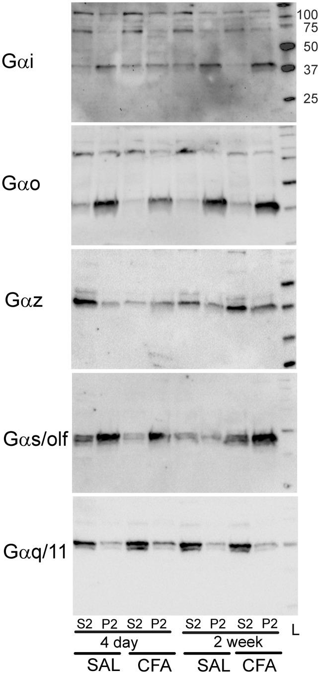 https://cdn.ncbi.nlm.nih.gov/pmc/blobs/4f02/5486491/dba9335582f1/10.1177_1744806917715210-fig7.jpg