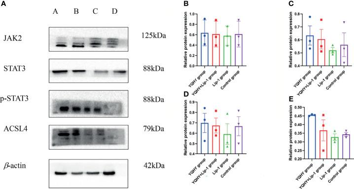 https://cdn.ncbi.nlm.nih.gov/pmc/blobs/4f03/8883049/28bd50f03fcb/fonc-12-820059-g013.jpg